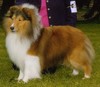 http://www.pedigreelines.com/dog/show/name/classy-tresta-bronson
