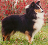 Kismet's Legend Kismet's Legend