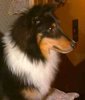 http://www.pedigreelines.com/dog/show/name/zesta-highlander-the-raven