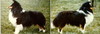 Caviar's Hi-Flying Rider Caviar's Hi-Flying Rider