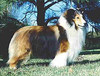 Tawncrest The Centurion Tawncrest The Centurion