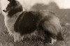 Selwyn Lily Of The Valley Selwyn Lily Of The Valley