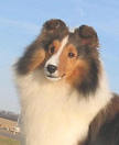 Sheltie image