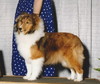 Arenray's Miss Chevious