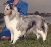 Kismet's Silver Sequin