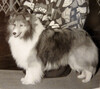 Prinhill Blulae Tiger Lily