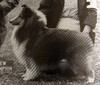 Trelane Woodwyn Enterprize