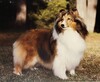 Trelane-Winterset Valentina