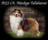 Macdega Tallahassee