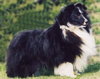 Banchory Peerless