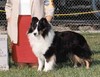Laurelglen Icon Rising Star