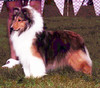 Shelgrande Annie Banany