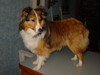 Audra's Highland Skye