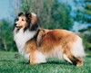 Shiloh's Ashes In The Wind