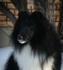 Akadia Brite Eyes-Bushy Tail