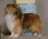 Prairiemist Show Stopper 2nd