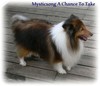 Mysticsong A Chance To Take
