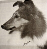 Lobo Dell Star-Kissed