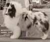 Cove Winds Merridon Striker