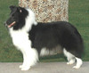 Anamchara Wistwin Aura
