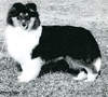 Aberdale's BlackJack