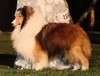 Wynsome Donka Class Act