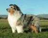 Aslan's Snow Princess