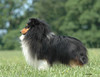 Suncrest Muscovado