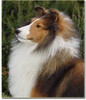 Laureate Lakota