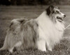 Apple Acres Silver Auto