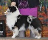Icon Evangelina