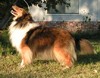 Aslan That's Show Biz
