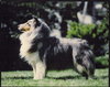 Cannobie Silver Sage