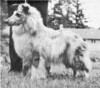 Clan Duncan Banchory Bluette
