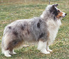 Apple Acres African Gray