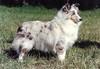 Marabrook Millrock Blue Kiss