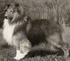 Color Guard of Kinni