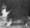 Macdega Marcus Of Woodbridge