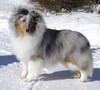 Whitegates Celestial