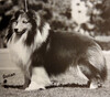 Barwood The Dream Chaser