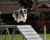 Cinnabar Jump For Joy