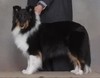 Blueshadow's Black Velvet