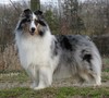 Apple Acres Crystal Blue