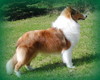 Cincerlee's Prima Donna