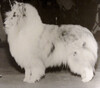 Dundee Lalique