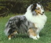 Banchory Crown Blue