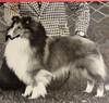 Delamantha's Debonair
