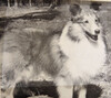 Shu-La-Le By'u Vista Foxfire