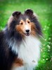 Acadia's Crown Prince