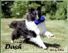 Eldee Dash Bi Night